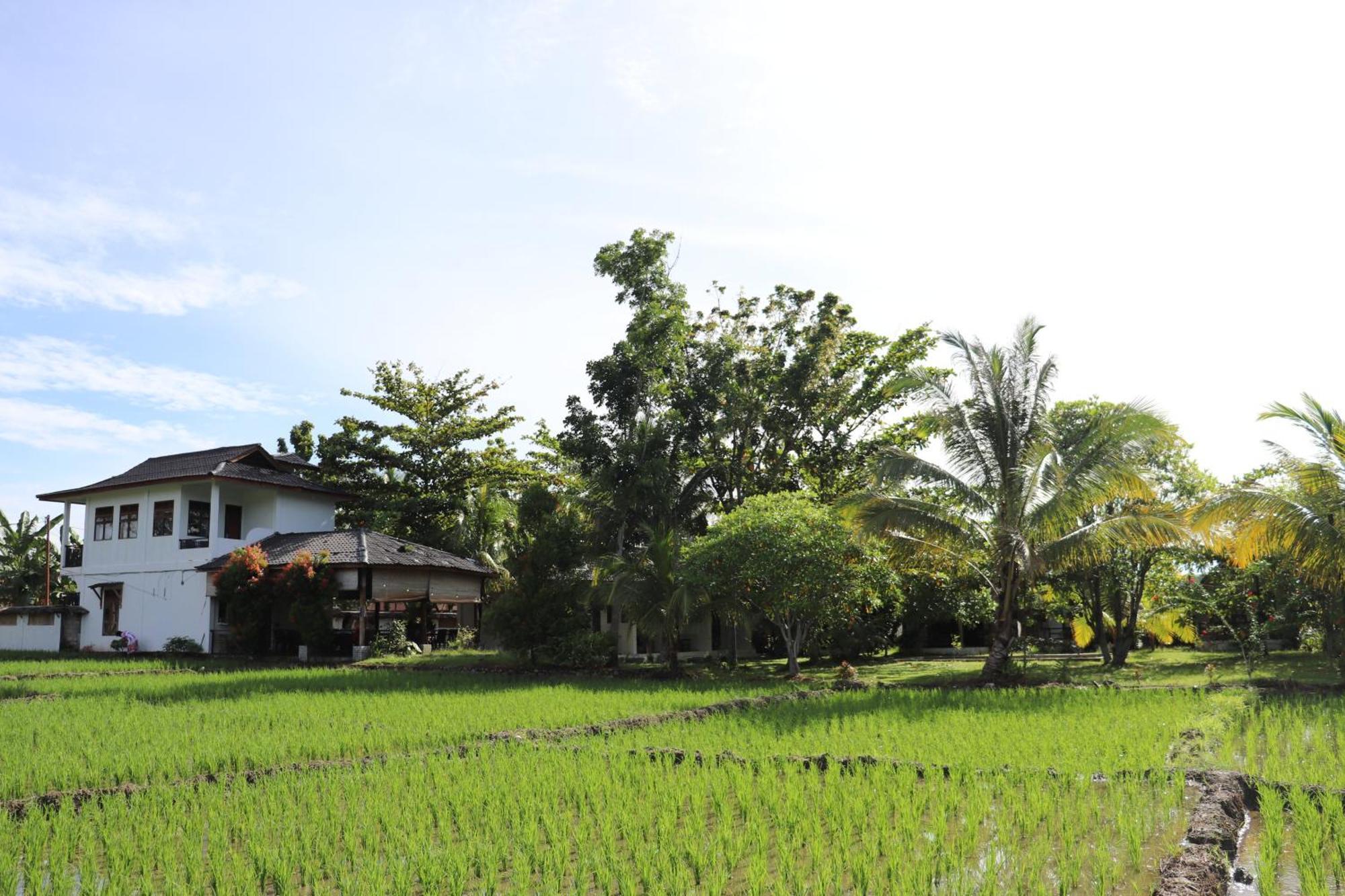 Gino'S Place - Guest House & Jungle Trekking بوكيت لاوانج المظهر الخارجي الصورة