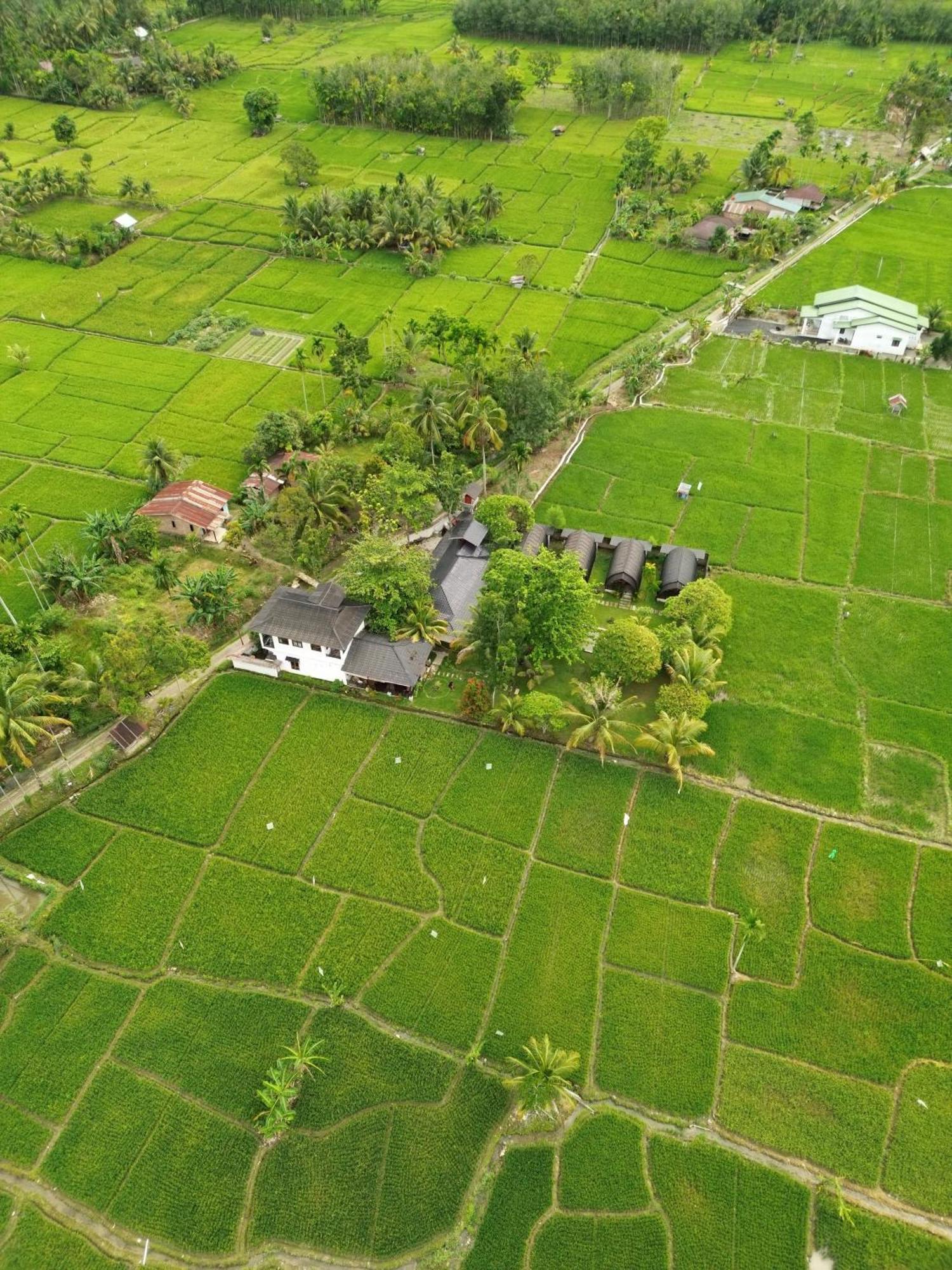 Gino'S Place - Guest House & Jungle Trekking بوكيت لاوانج المظهر الخارجي الصورة